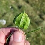 Physalis longifolia Leaf