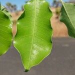 Sclerocarya birrea Лист