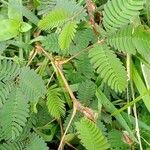 Mimosa pudica Frunză