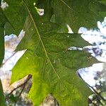 Quercus velutina 葉