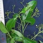 Cinnamomum costaricanum Drugo