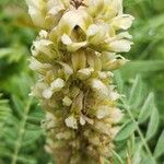 Sophora alopecuroides Цветок