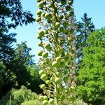 Eremurus robustus Fruit