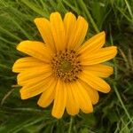 Wyethia angustifolia Flower