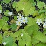 Nymphoides cristata Flor