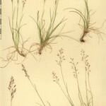 Agrostis rupestris Muu