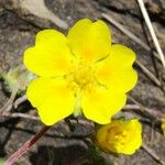 Potentilla brauneana Blomst