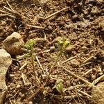 Helianthemum ledifolium Plod