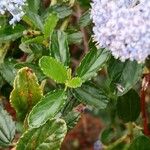 Ceanothus thyrsiflorus Leaf