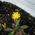 Hieracium pilosella 葉