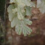 Trichomanes erosum Folha