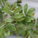 Commiphora mollis Folha