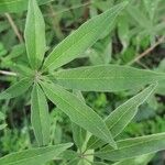 Vitex agnus-castus Leaf