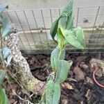 Epidendrum nocturnum List