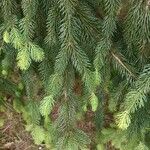 Picea rubens ഇല