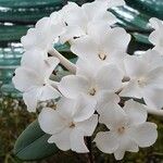 Rhododendron niveoflorum