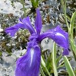 Iris laevigata Květ