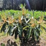 Rhododendron arboreum Листок