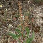 Rumex roseus Kwiat