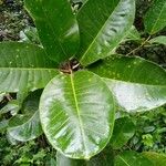 Ficus tonduzii Φύλλο