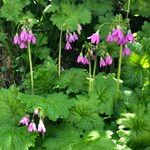 Primula matthioli Flower