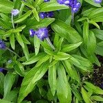 Salvia farinacea Leaf