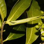 Daphnopsis americana Folla