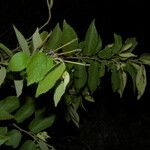 Helicteres guazumifolia Plante entière