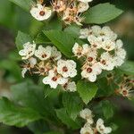 Crataegus baroussana