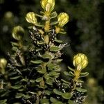 Olearia nummulariifolia 花