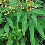 Senecio ovatusFlower