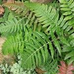 Blechnum appendiculatum Folha