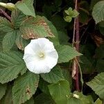 Calystegia sepiumOther