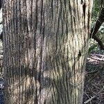 Juniperus virginiana Schors