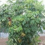 Leea guineensis Habit