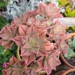 Aeonium leucoblepharum برگ