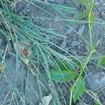 Digitaria sanguinalis Цвят