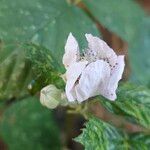 Rubus pruinosus Fleur