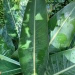 Strelitzia reginae Leaf