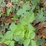 Melilotus officinalis Leaf