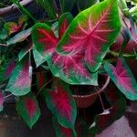 Caladium bicolor葉