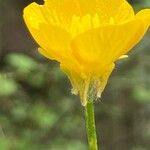 Ranunculus tuberosus Flor