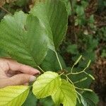 Alnus glutinosaFrunză