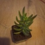 Crassula tetragona Folha