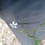 Heliosperma pusillum Flower