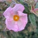 Cistus parviflorus Λουλούδι