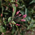 Jasminum polyanthum Flower