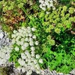 Heracleum sphondyliumFloro