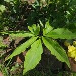 Sauromatum venosum Levél
