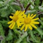 Senecio vernalis Maua
